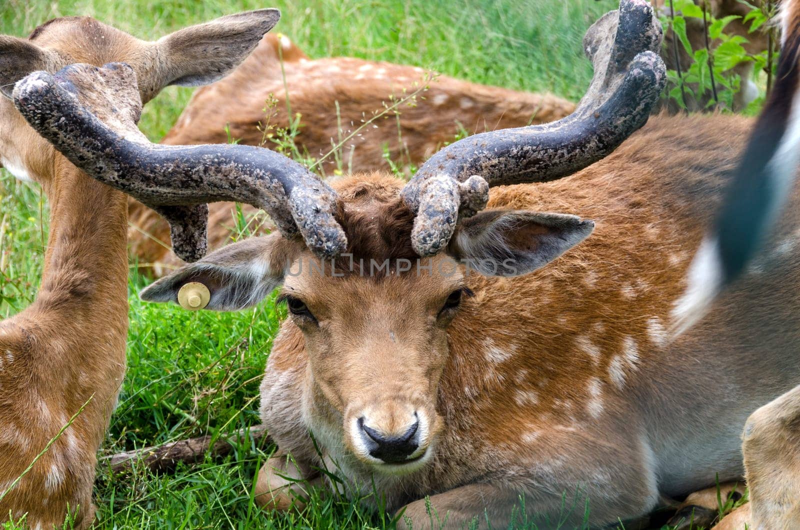 closeup of the head of a deer