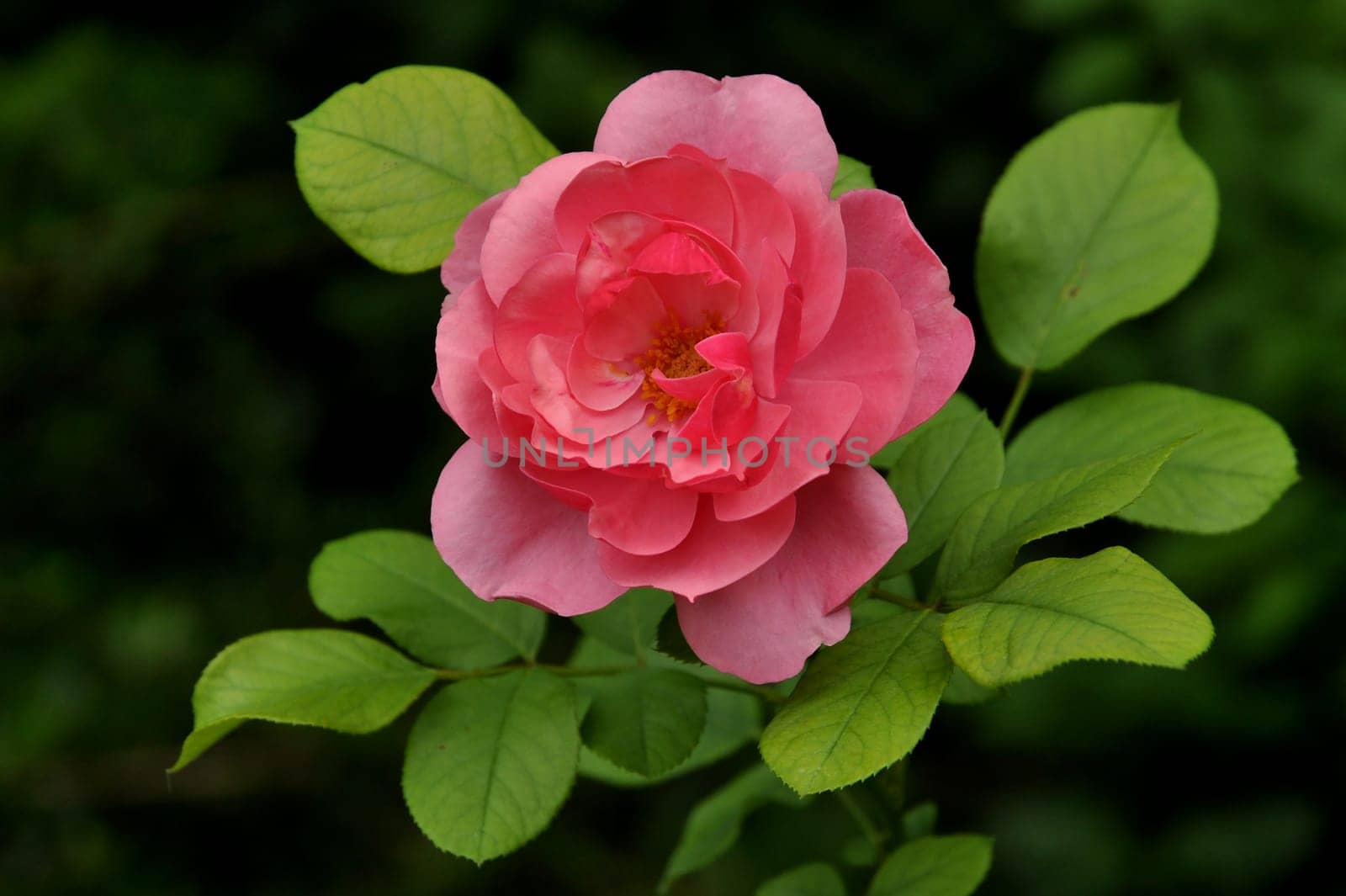 rose without hip without rosehip