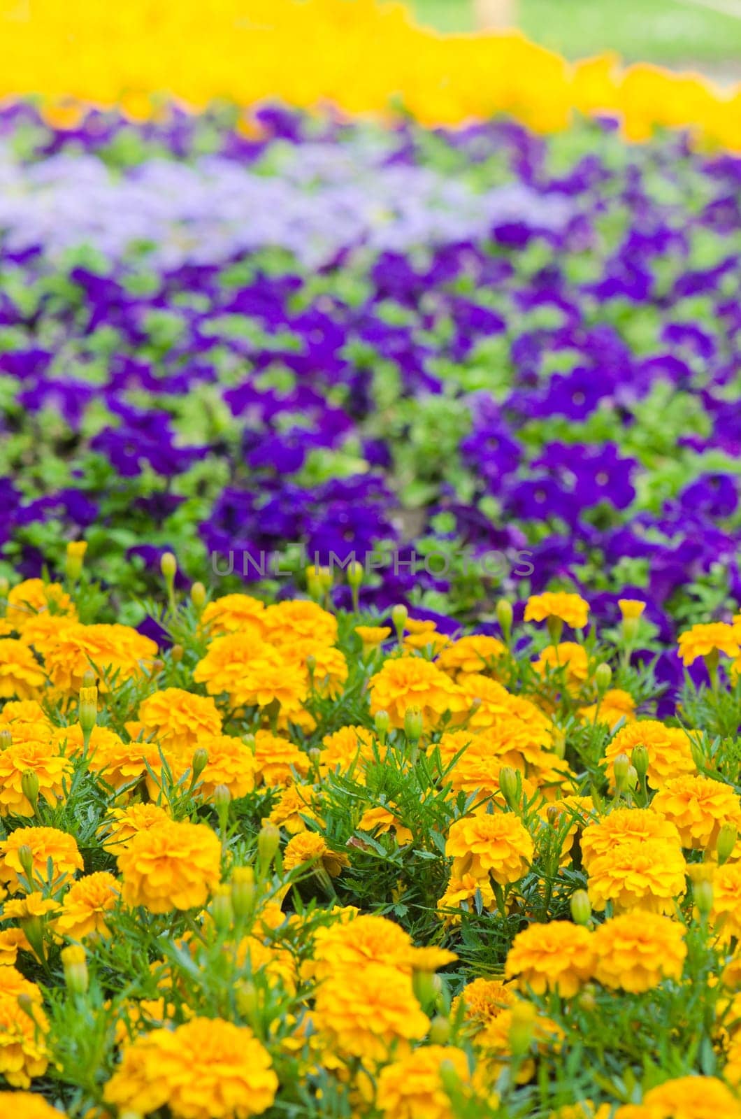 Background of multicolored flowers in summer