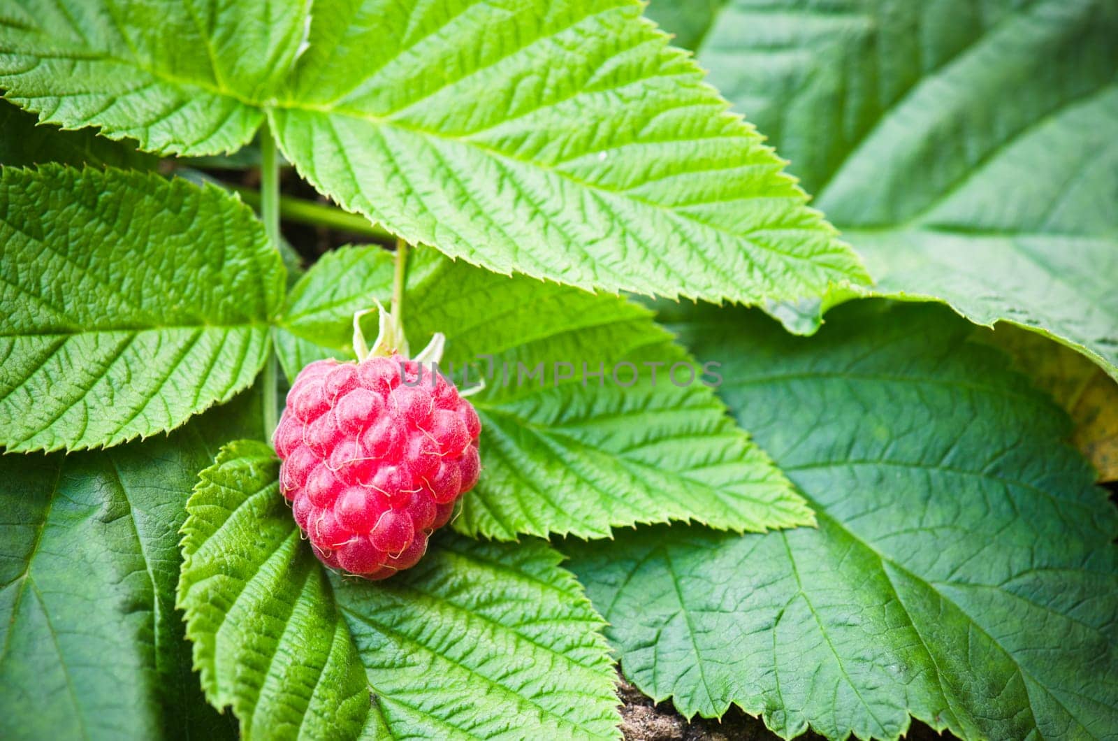 Berries of a raspberry on leaves, a close up