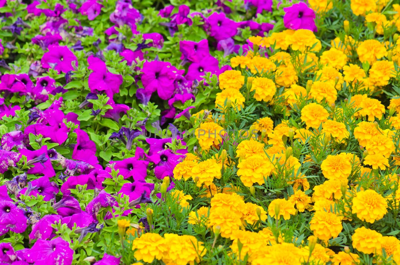 Background of multicolored flowers in summer