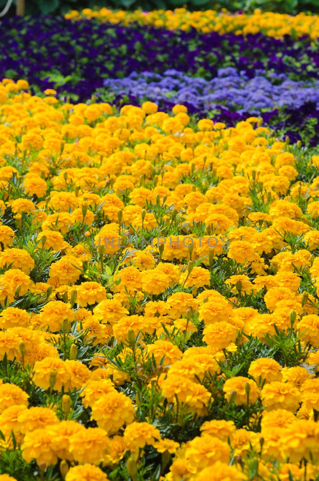 Background of multicolored flowers in summer