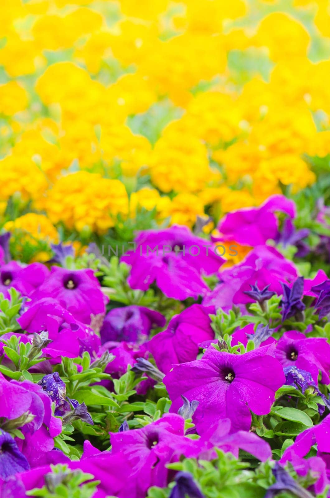 Background of multicolored flowers in summer