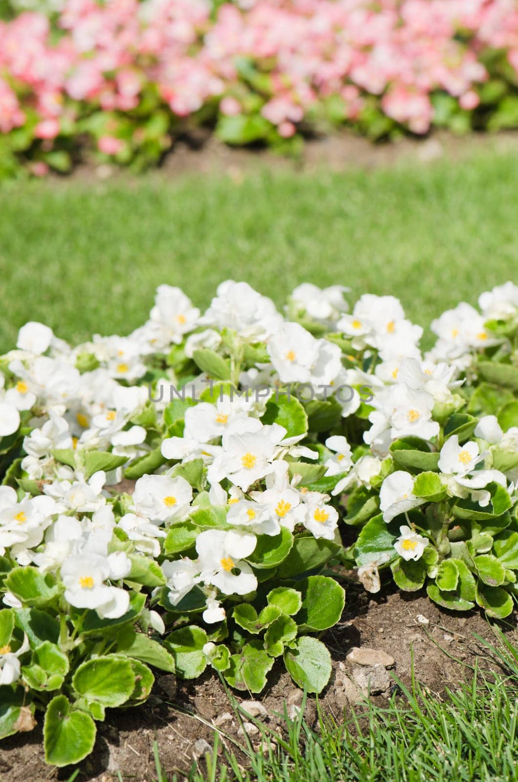 Background of multicolored flowers in summer
