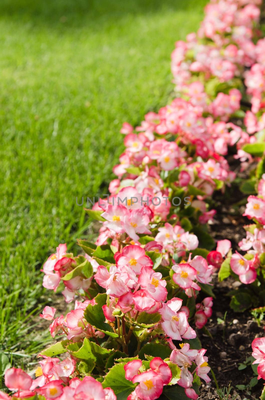 Background of multicolored flowers in summer