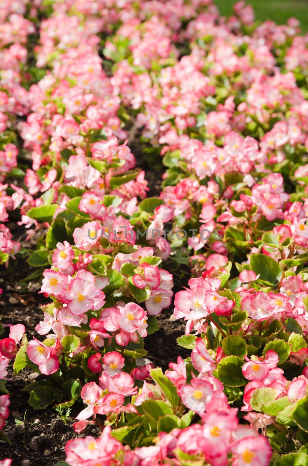 Background of multicolored flowers in summer
