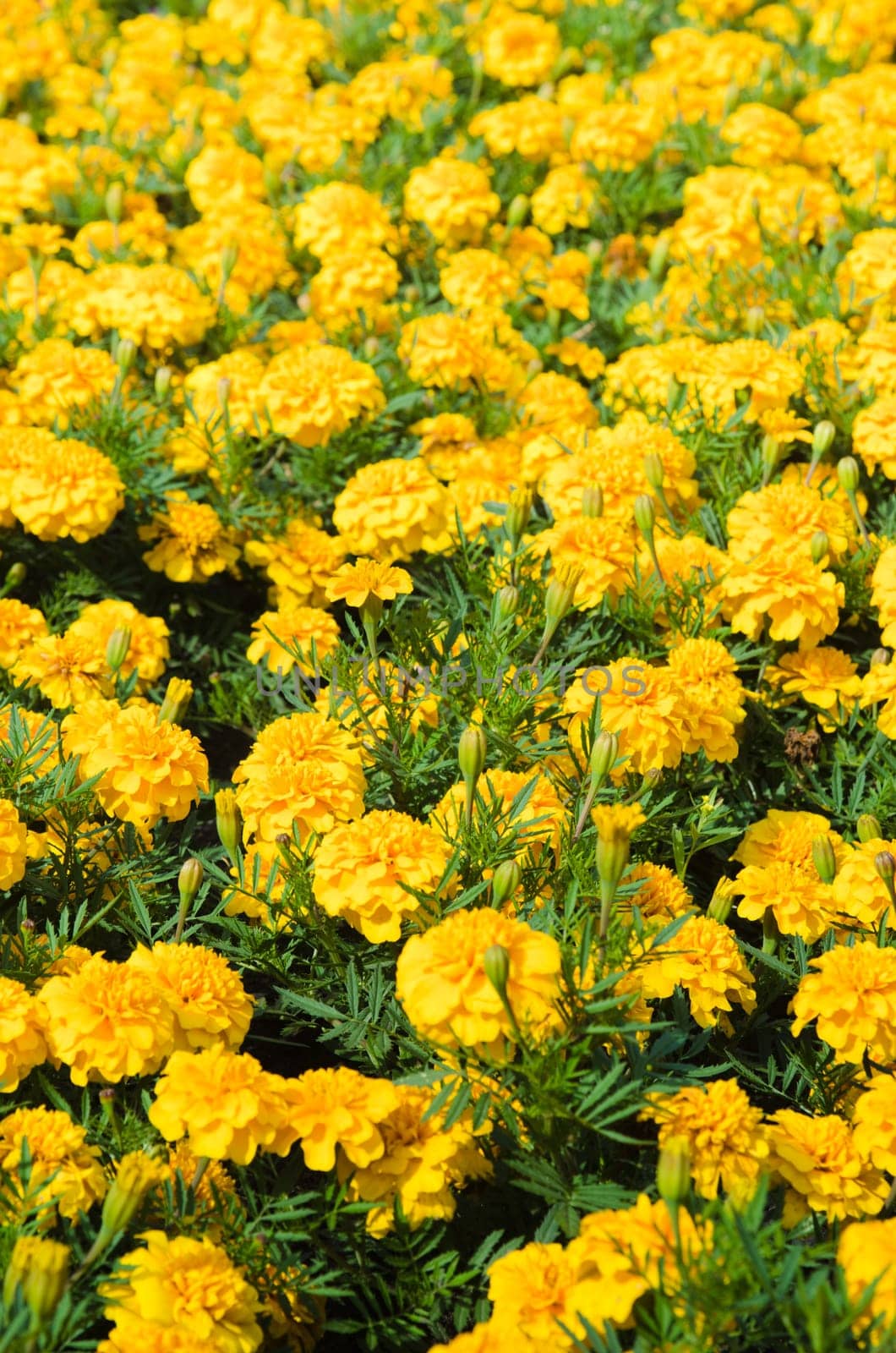 Background of multicolored flowers in summer