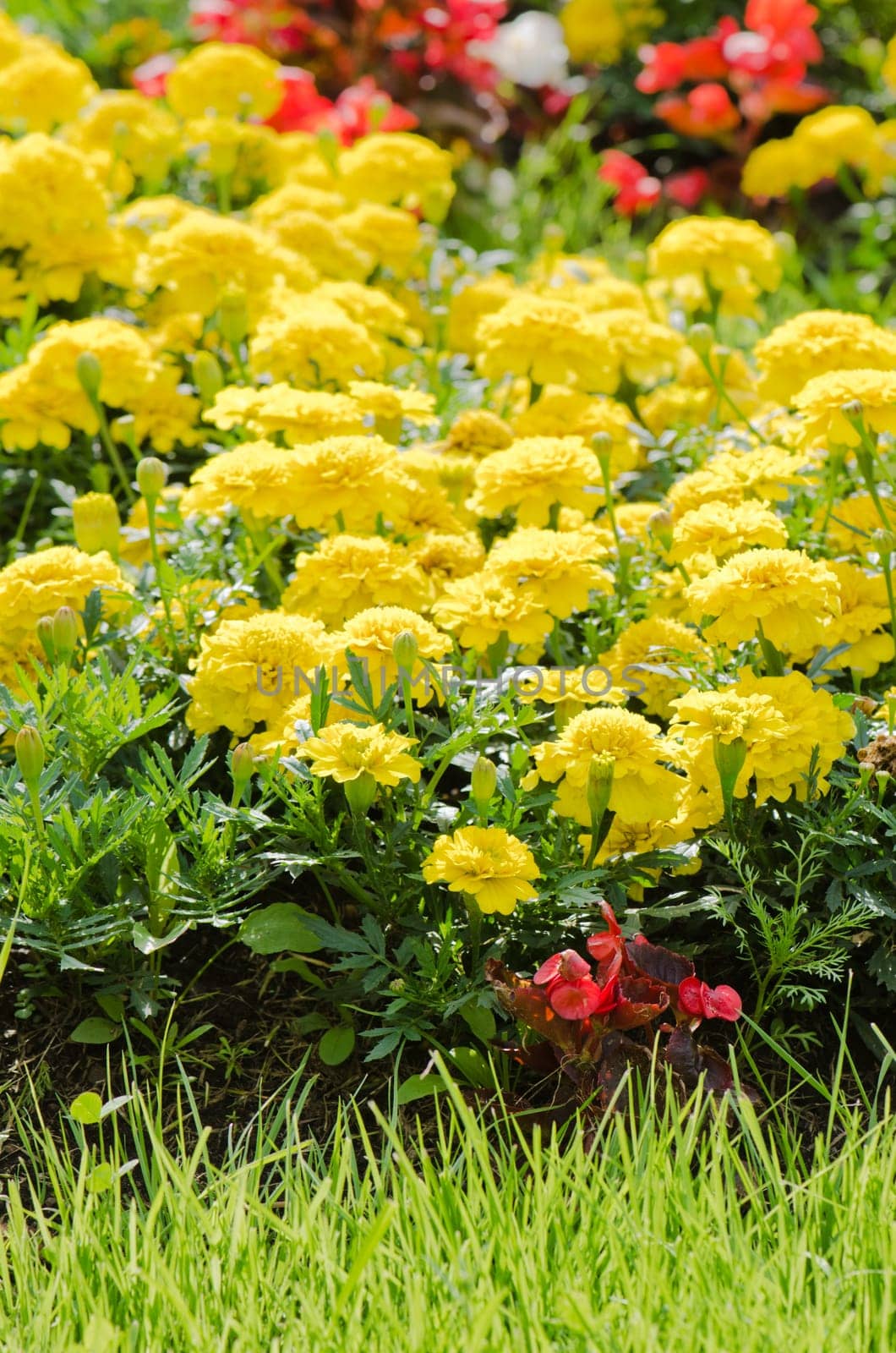Background of multicolored flowers in summer