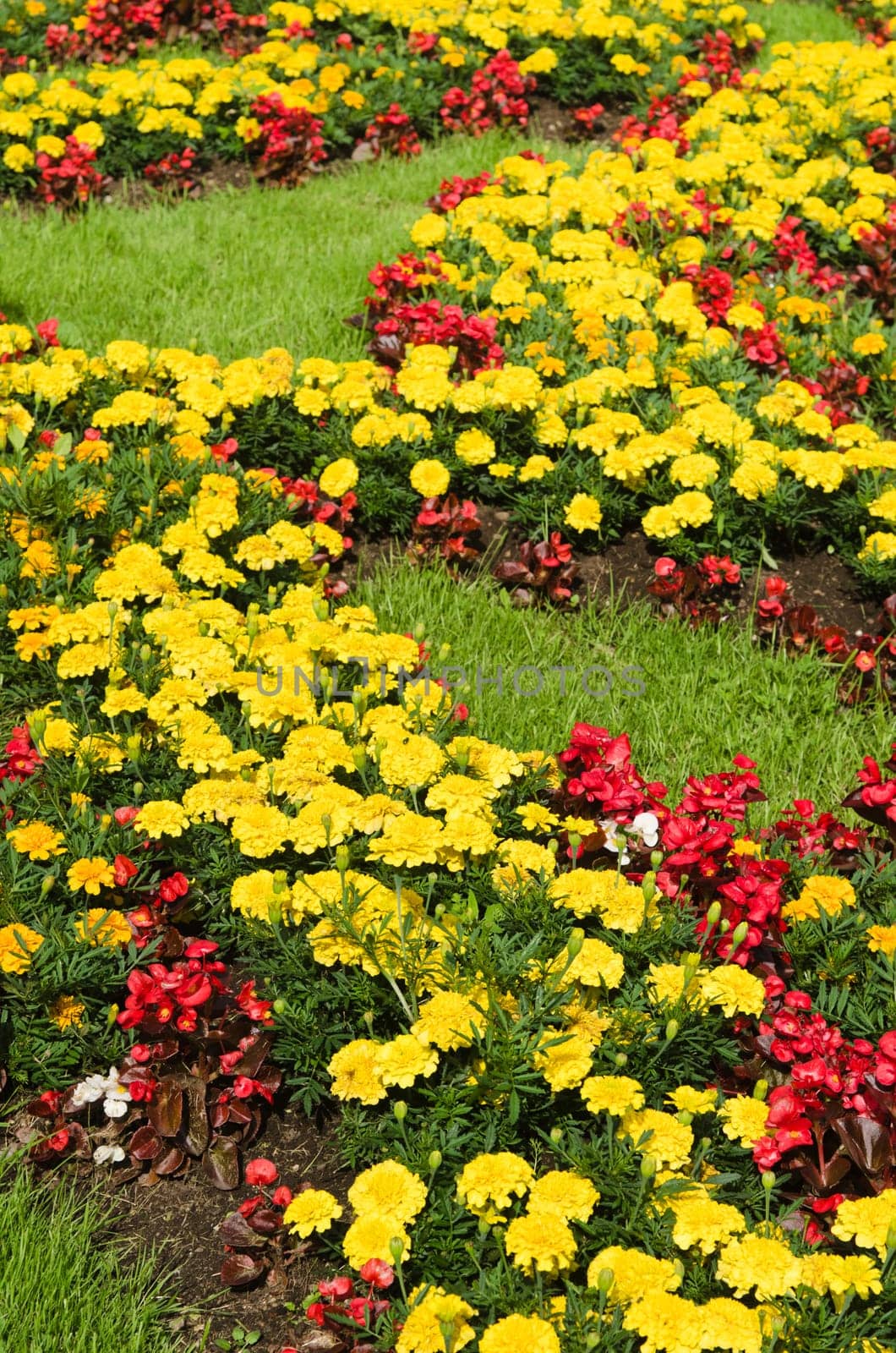 Background of multicolored flowers in summer