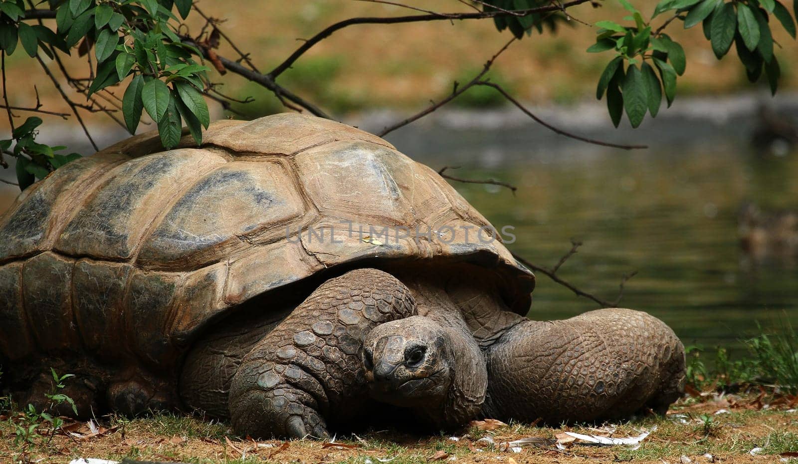 Seychelles Tortoise II