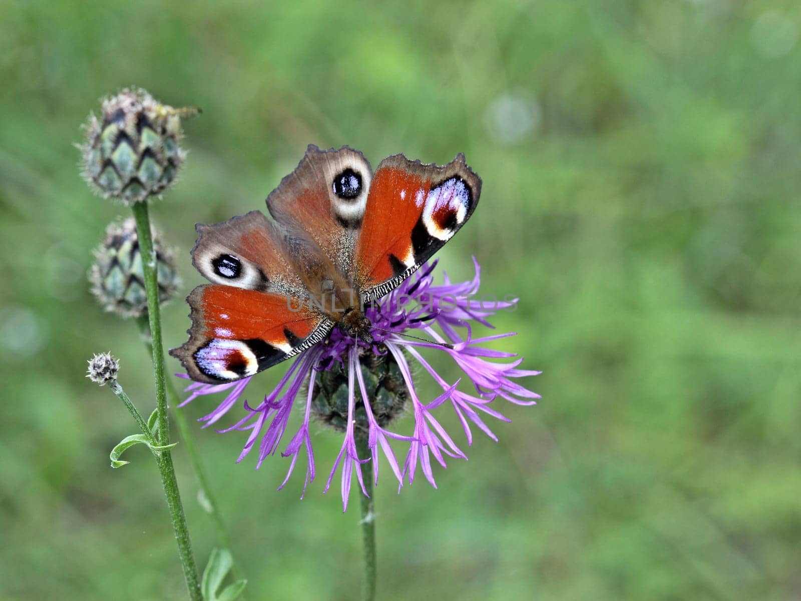 Peacock eye (Inachis io) on scabiosis flake flower