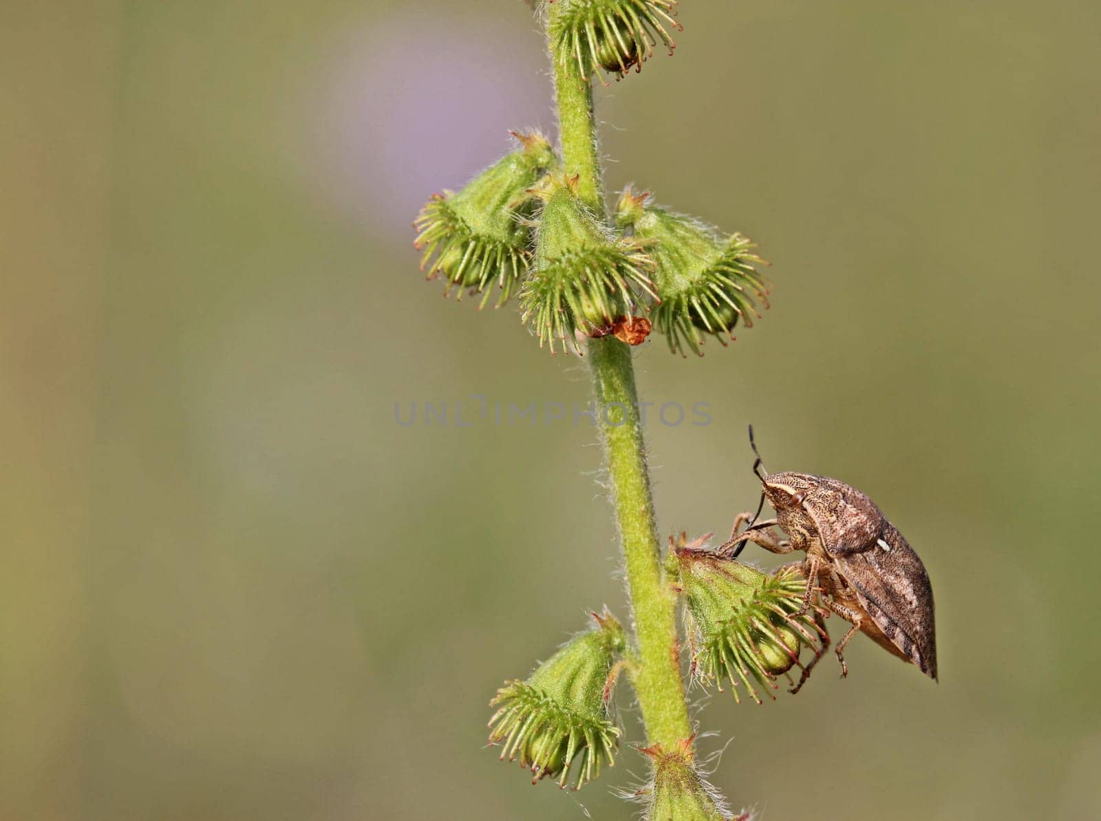 Common cereal bug (Eurygaster maura) at seed of the Odermennig (Agrimonia eupatoria)