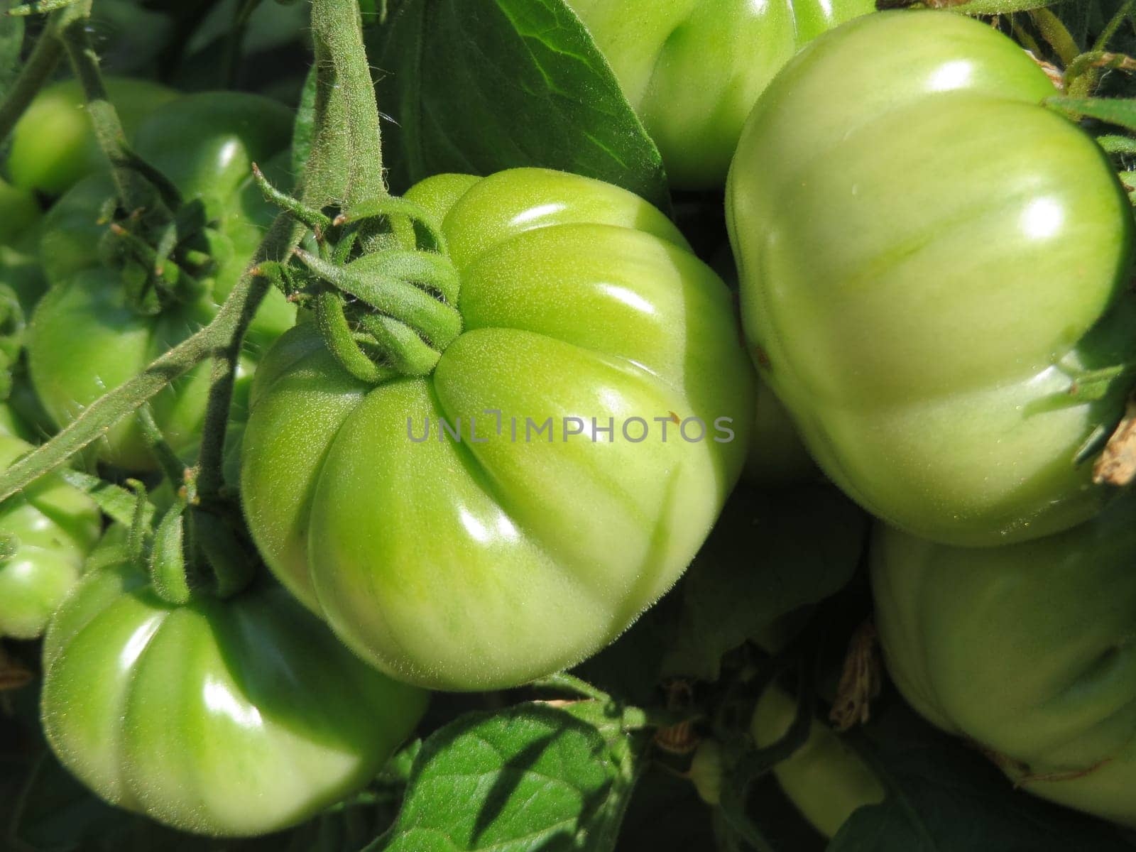 Tomato - Costoluto fiorentino