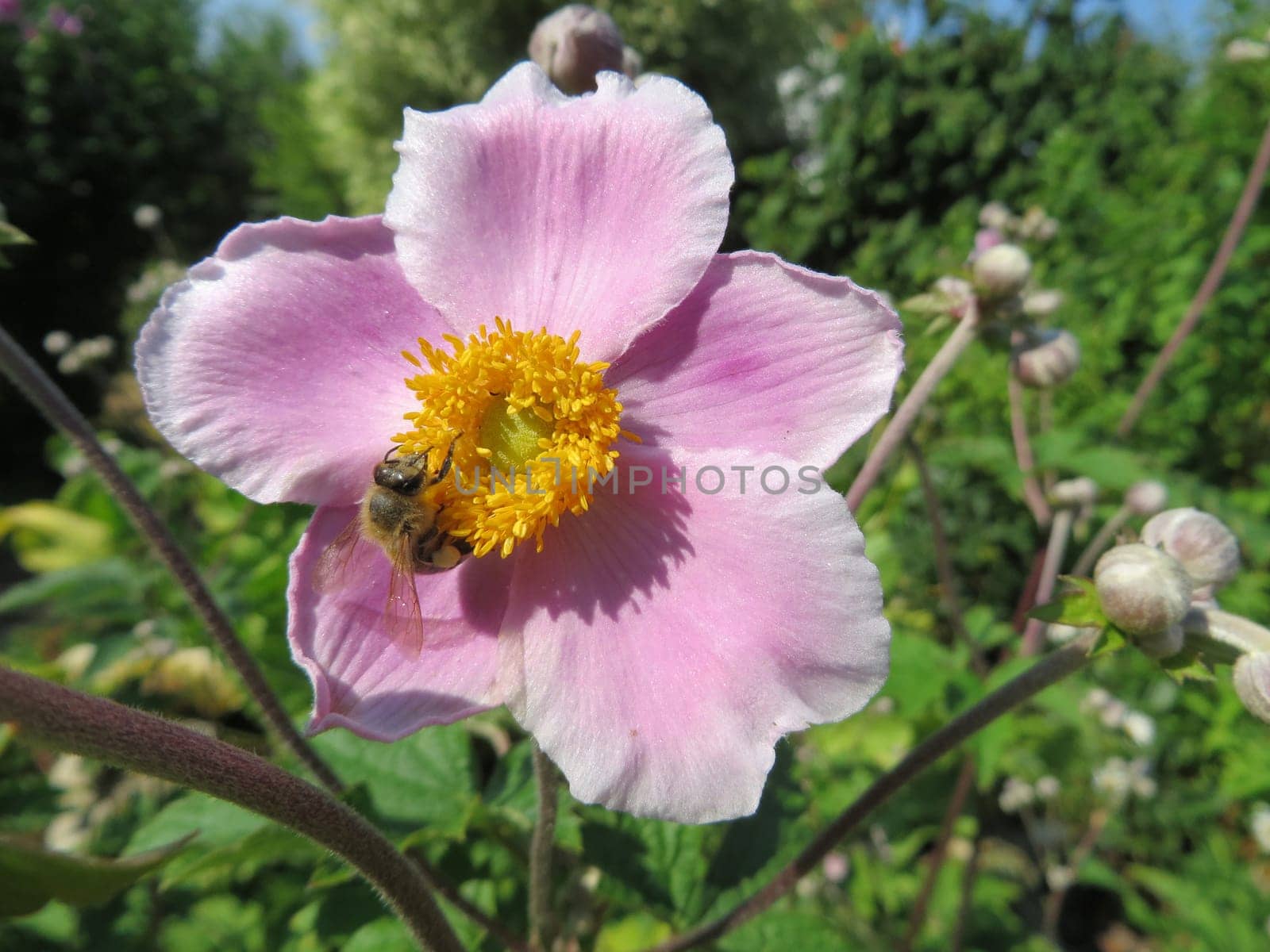 Autumn Anemone - Anemone hupehensis