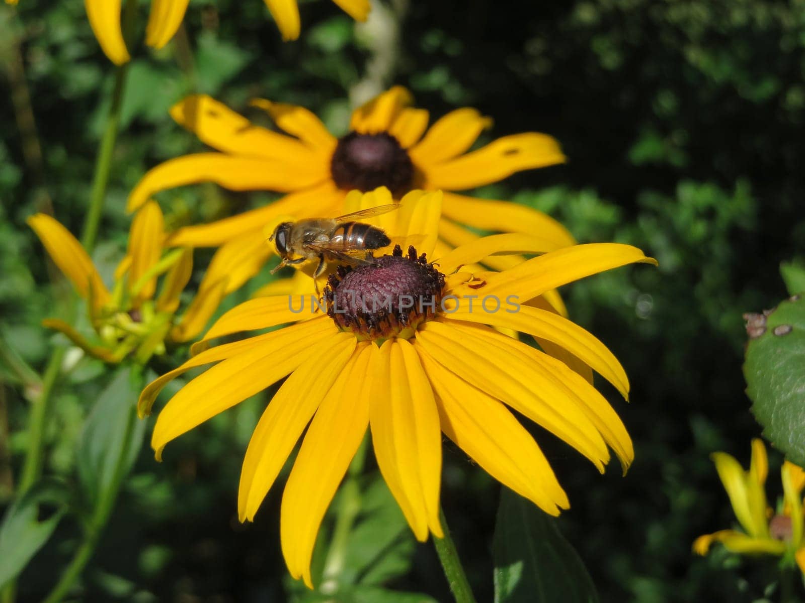 Coneflower - Rudbeckia fulgida sullivantii - Golden storm -