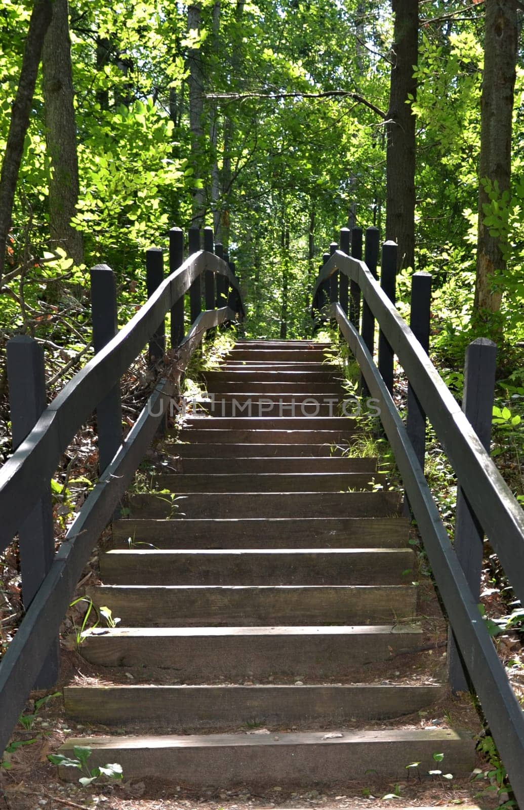 steps going  up into the forest