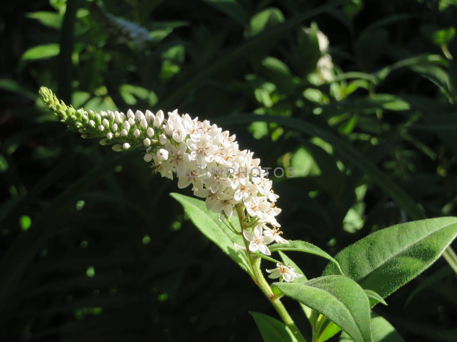 Lysimachia clethroides