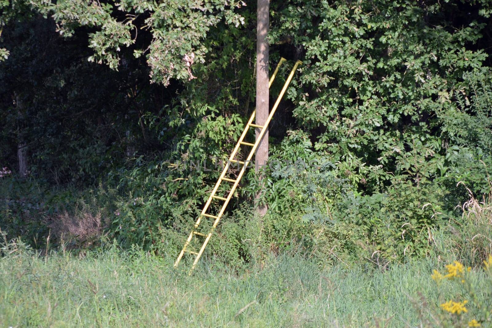 yellow ladder