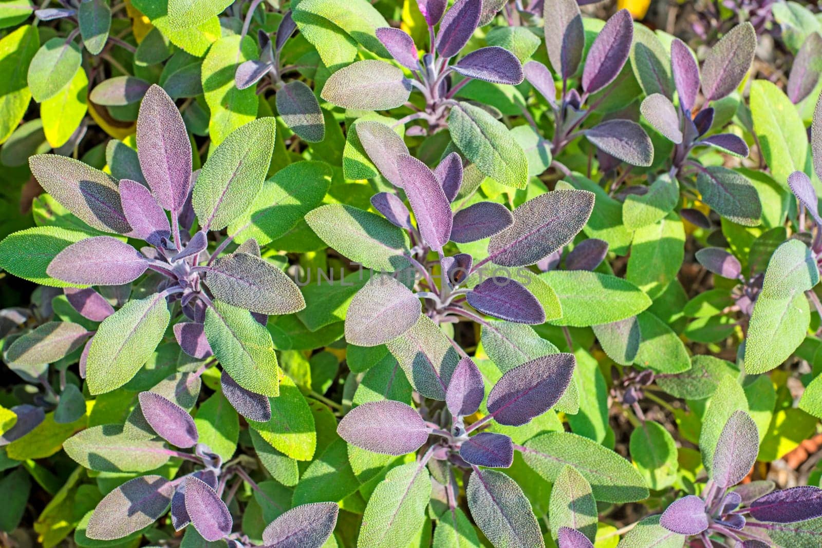 Sage,Salvia officinalis