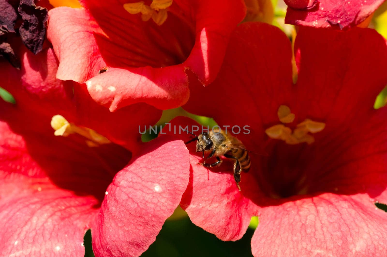 Bee during pollination of red flowers