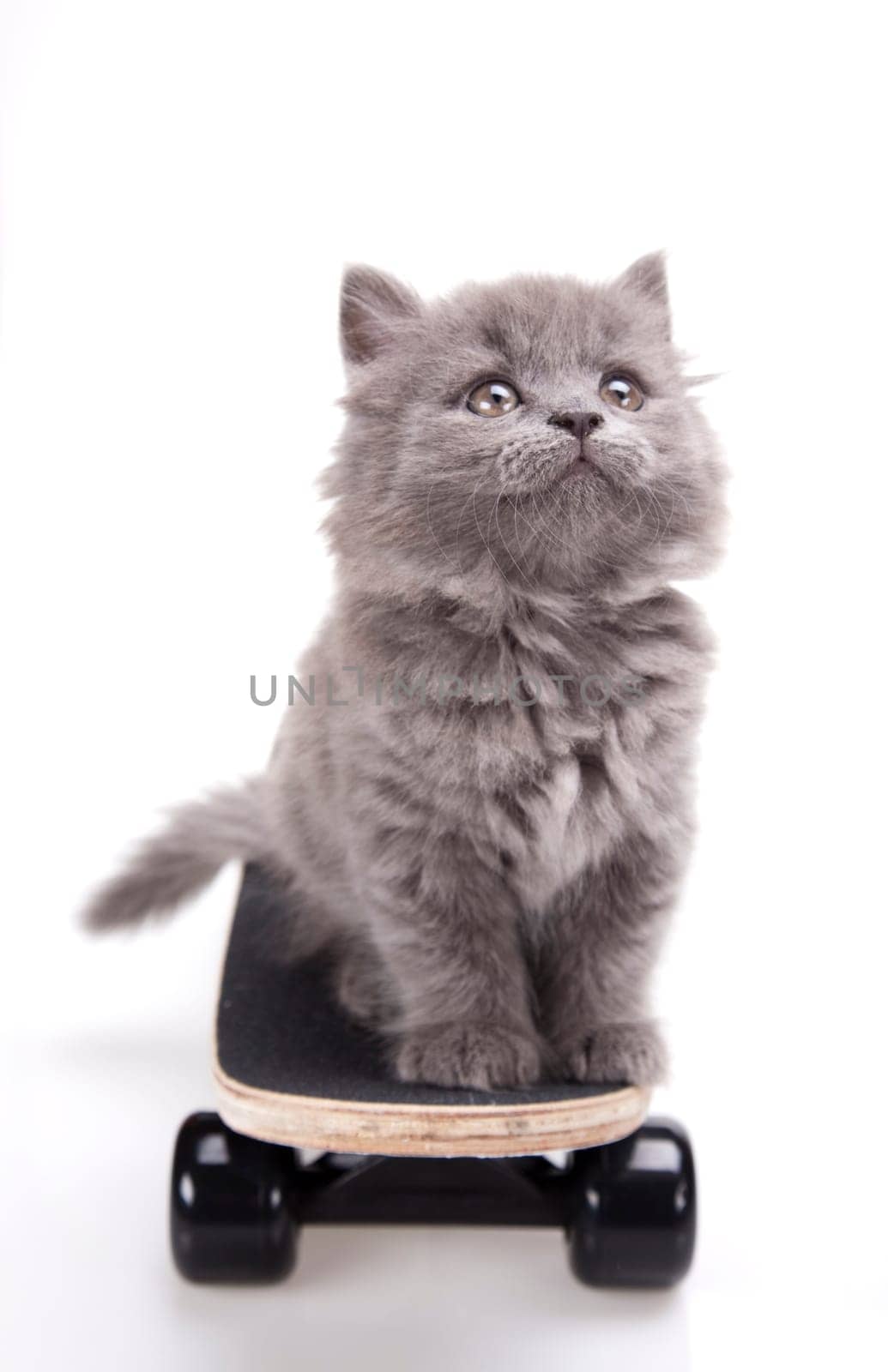 Skateboarding cat