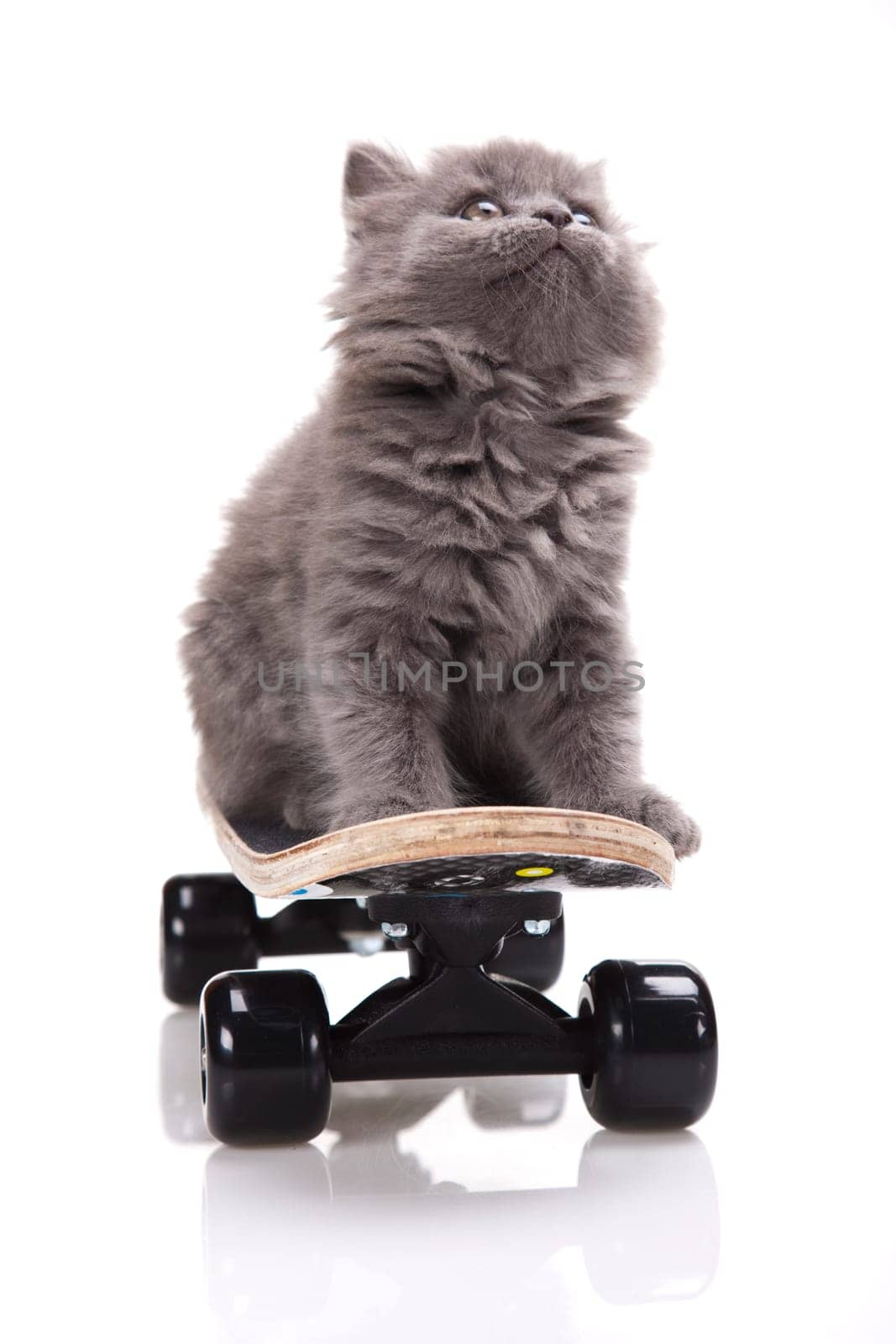 Skateboard, Little gray kitten