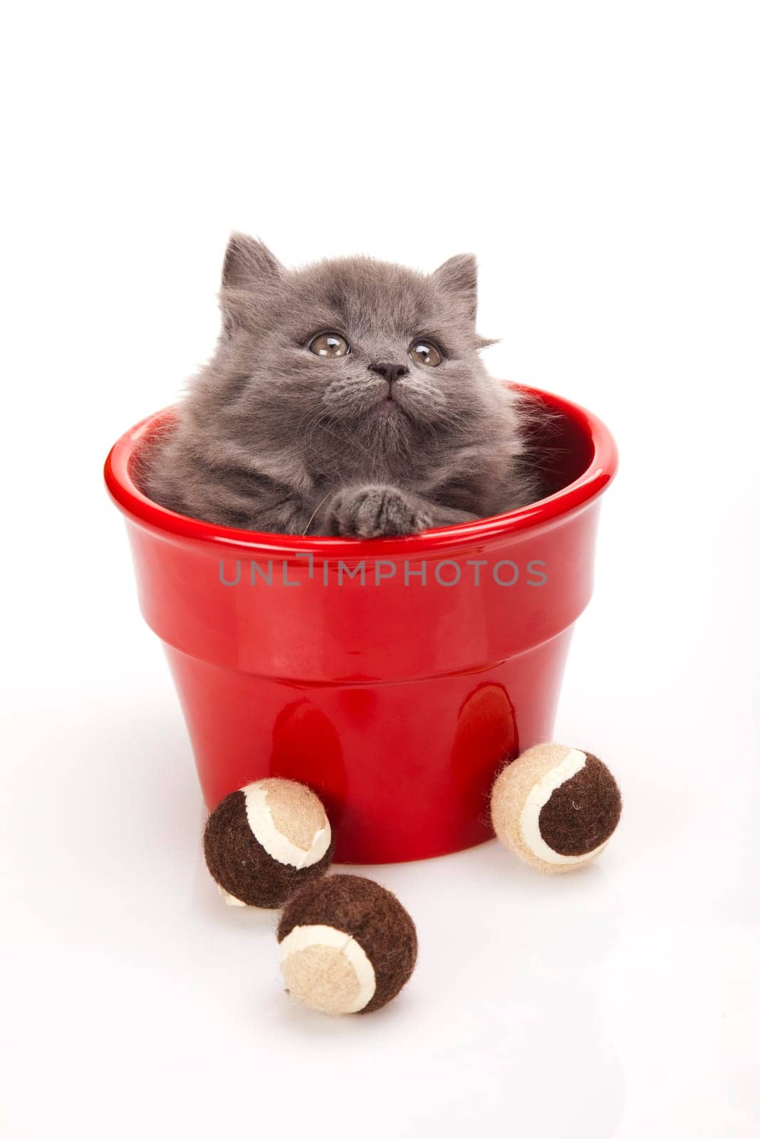 Small gray kitten