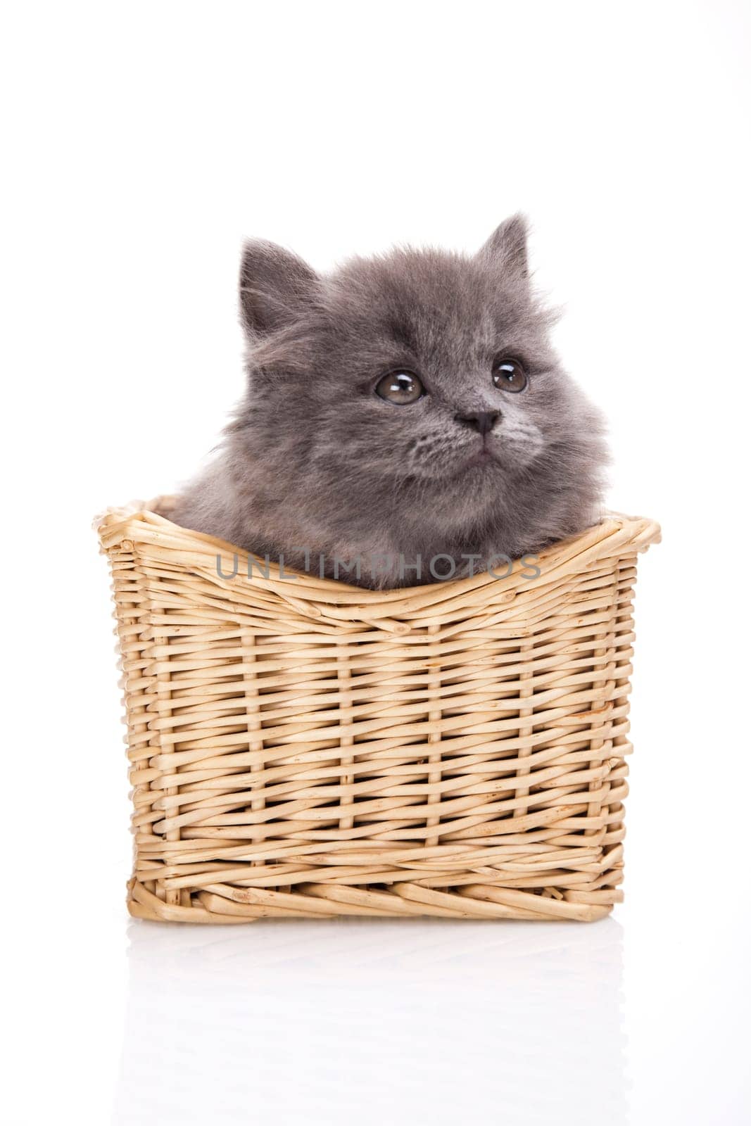 Kitten