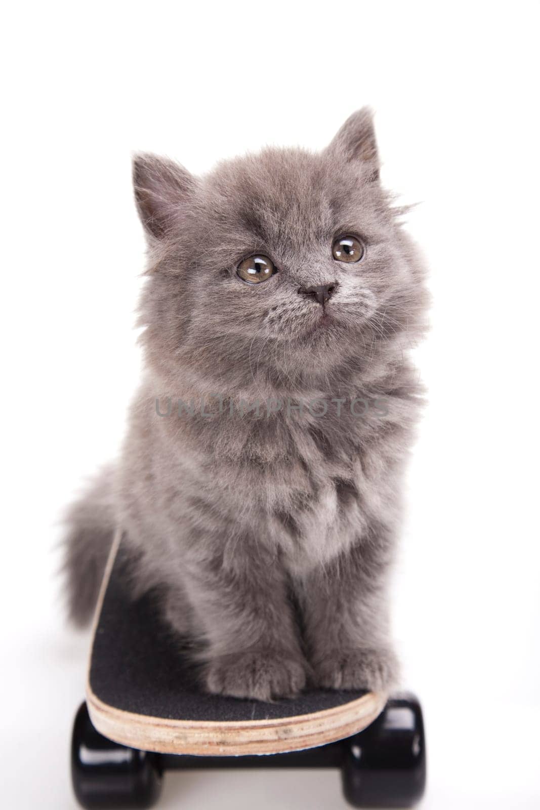 Skateboard, Little gray kitten