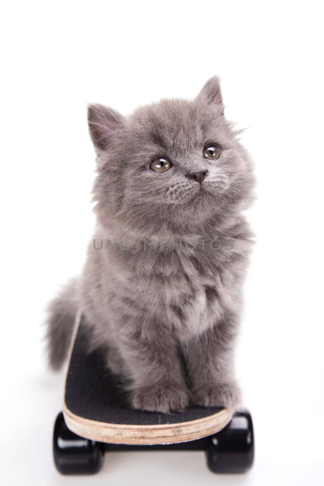 Skateboarding cat