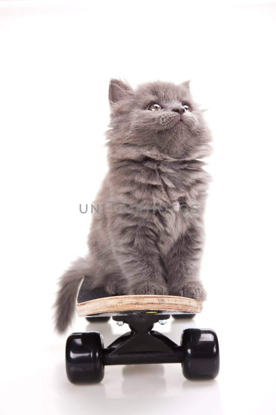 Skateboard, Little gray kitten
