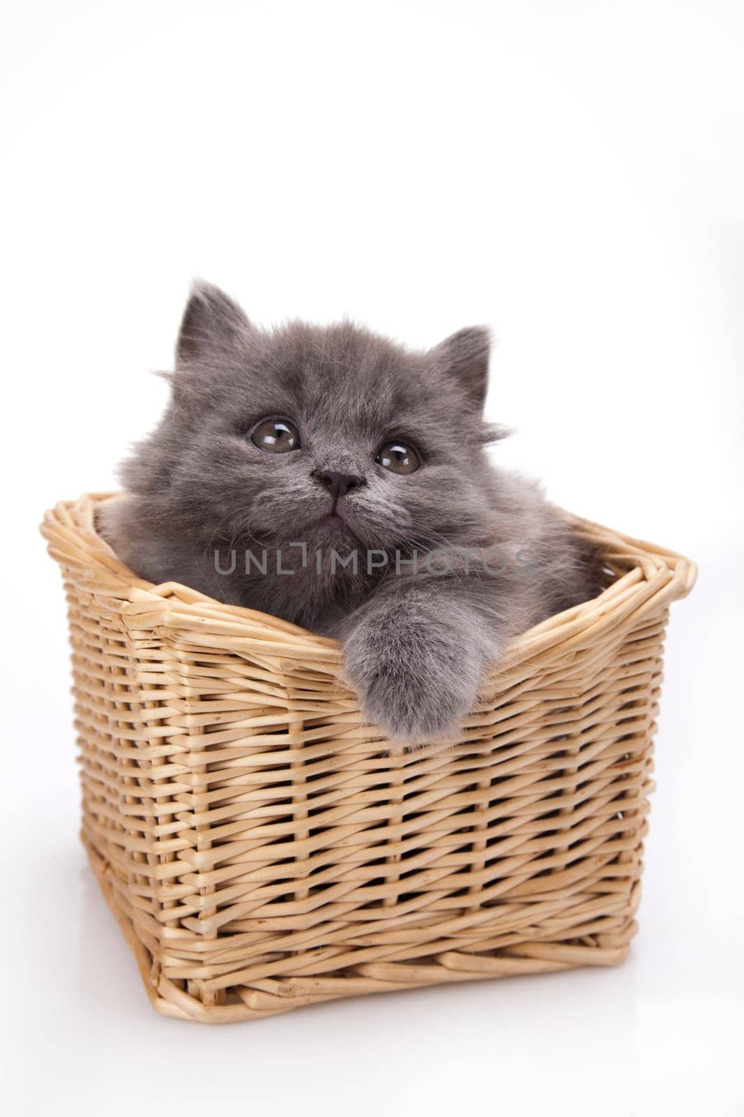 Small gray kitten