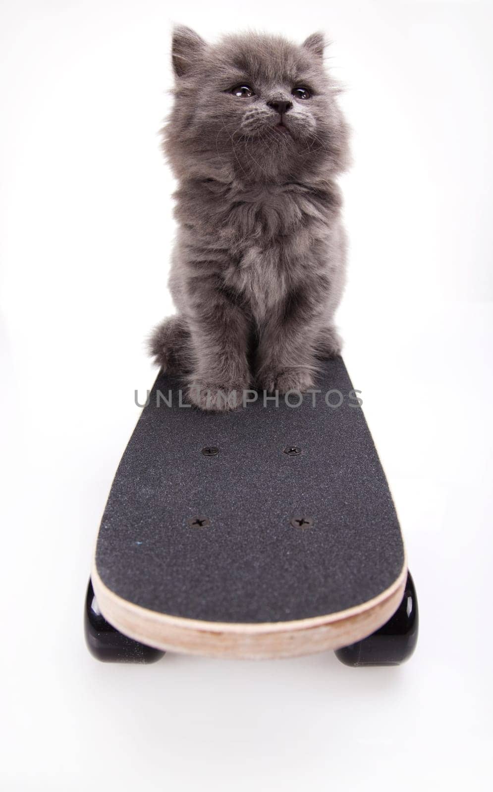 Skateboard, Little gray kitten