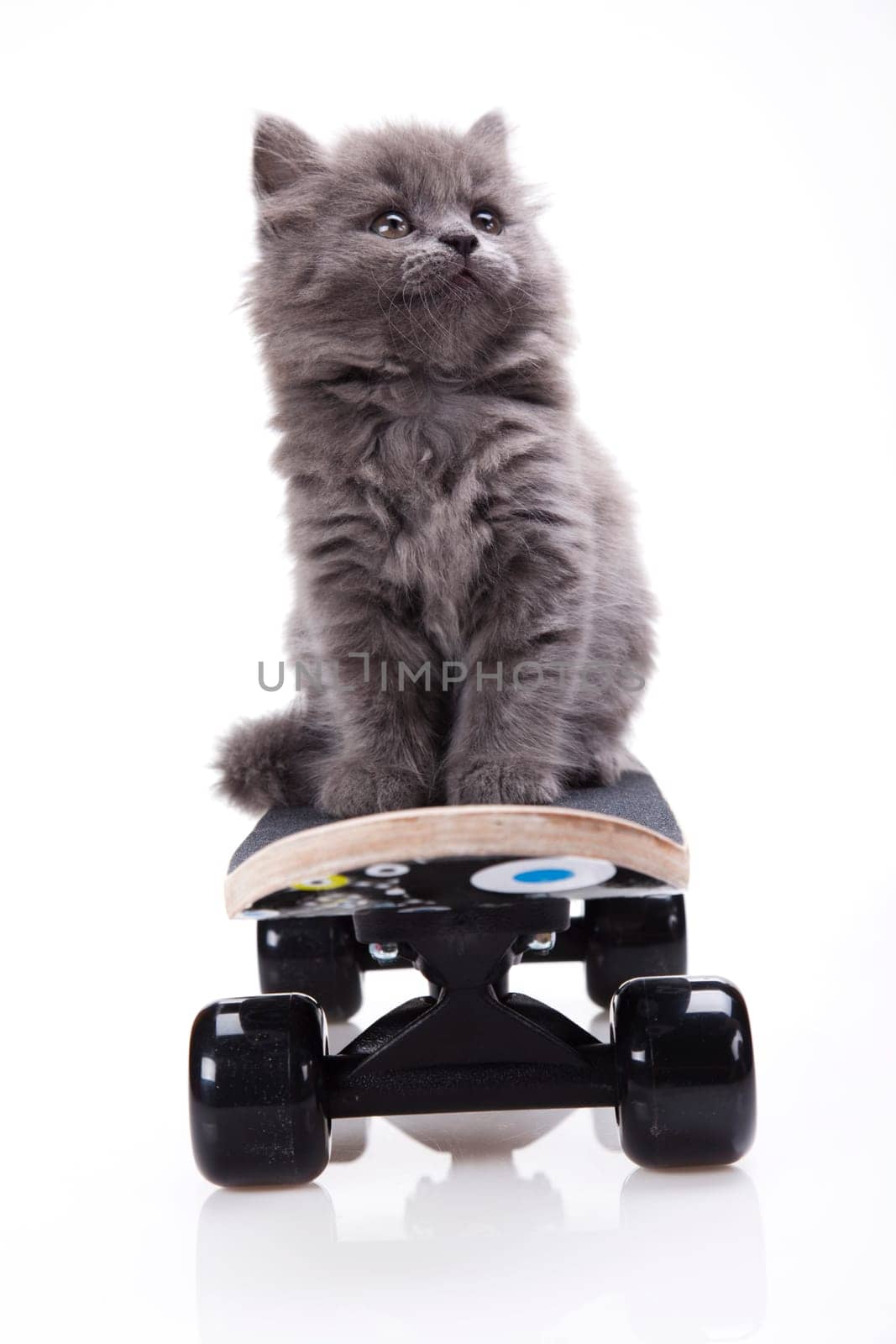 Skateboarding cat