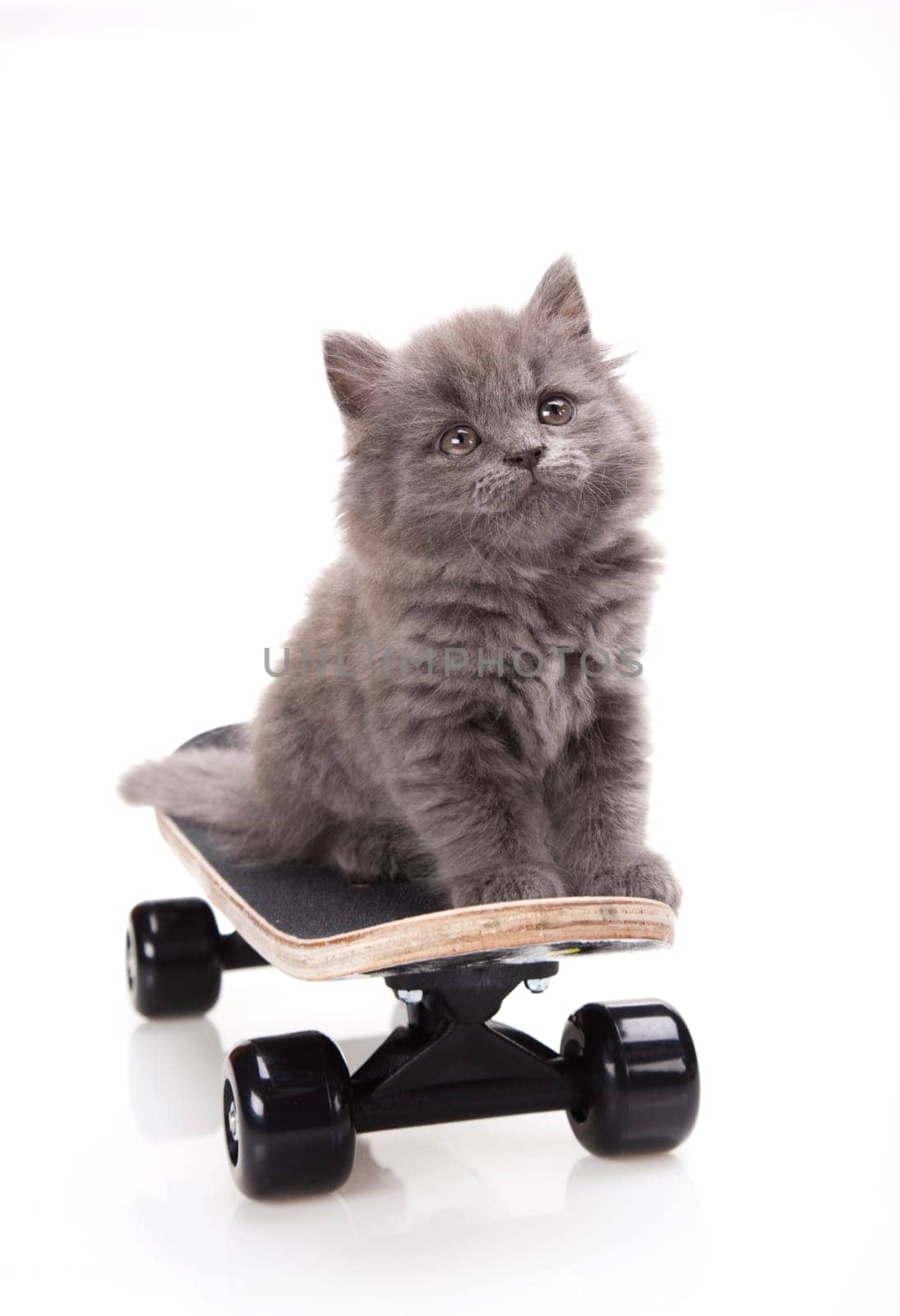 Skateboarding cat