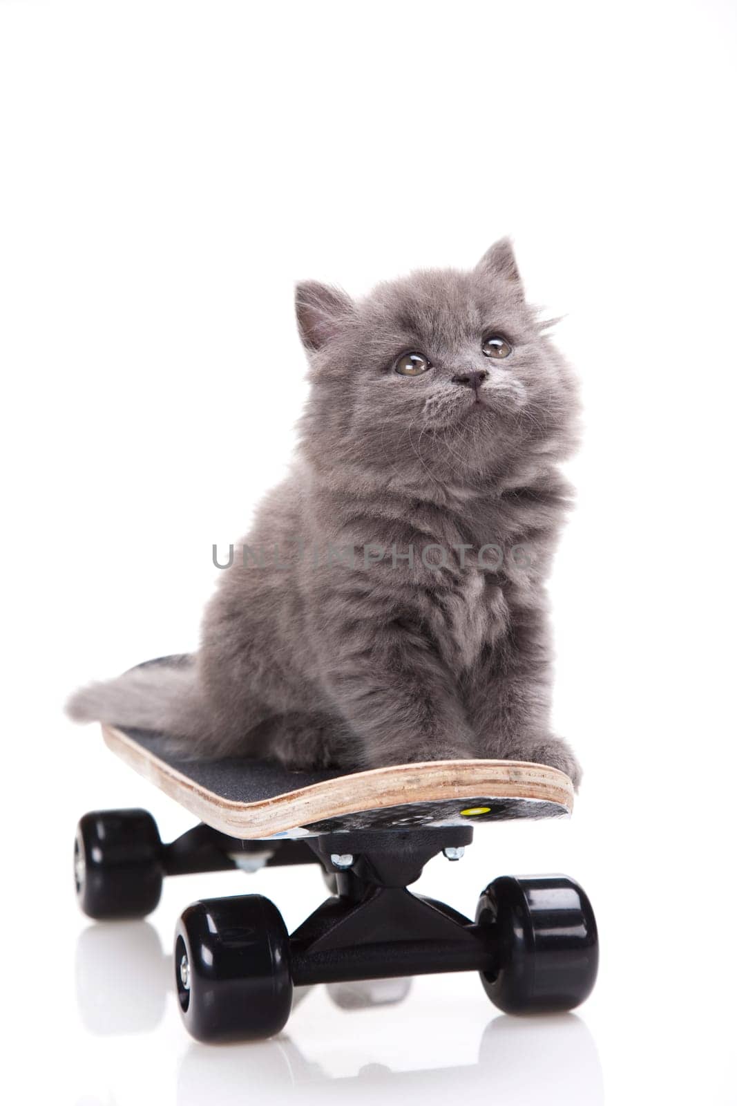Skateboard, Little gray kitten