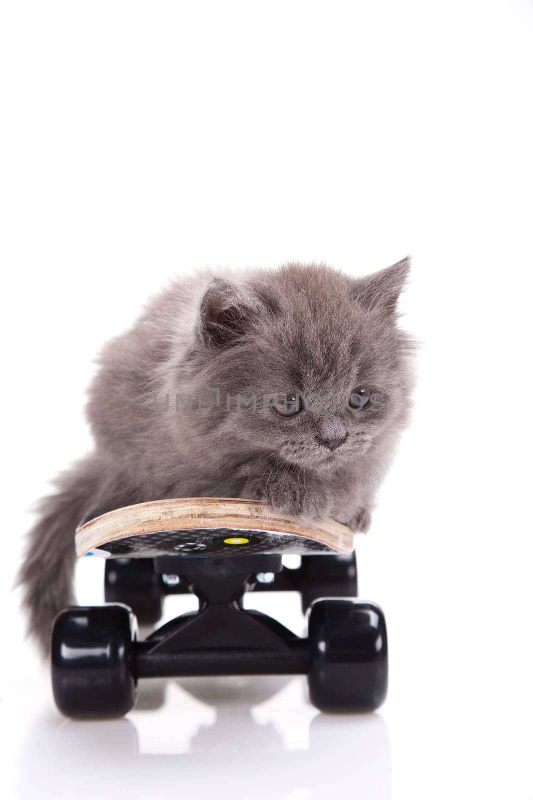 Skateboarding cat