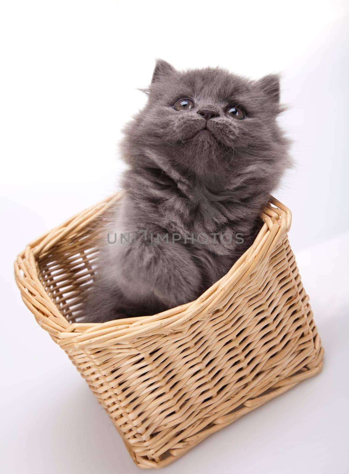 Kitten