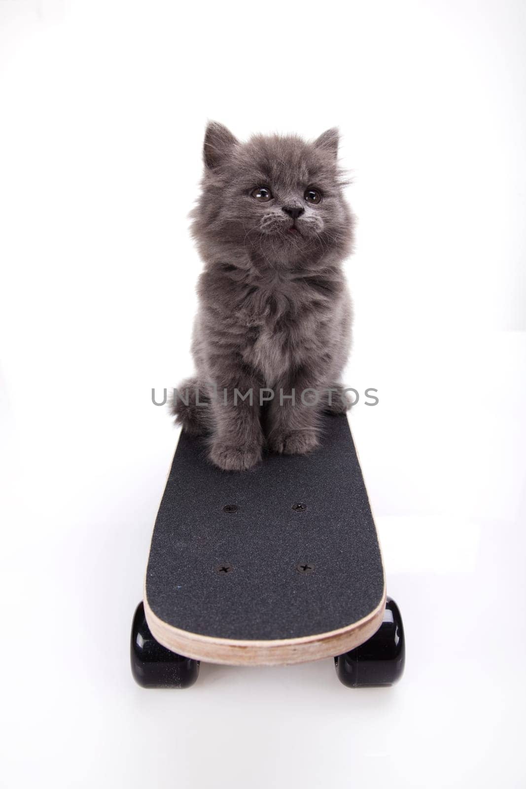 Skateboarding cat