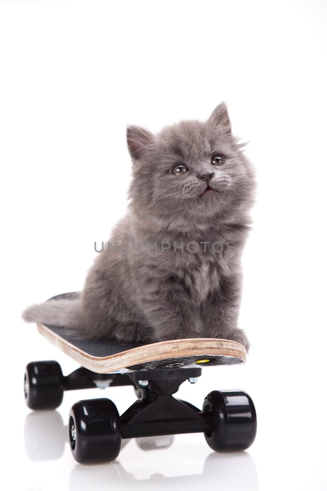 Skateboarding cat