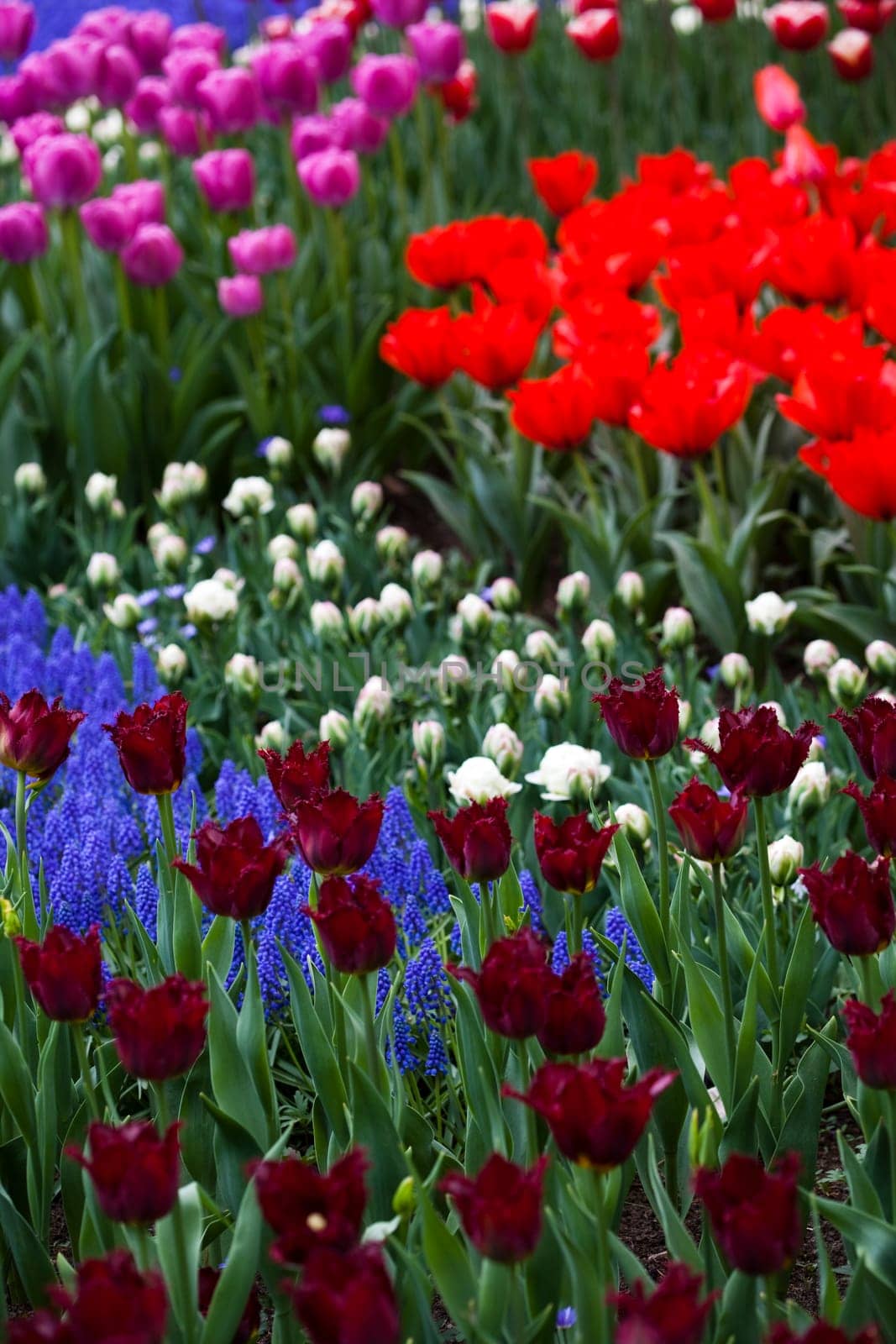 Tulips background