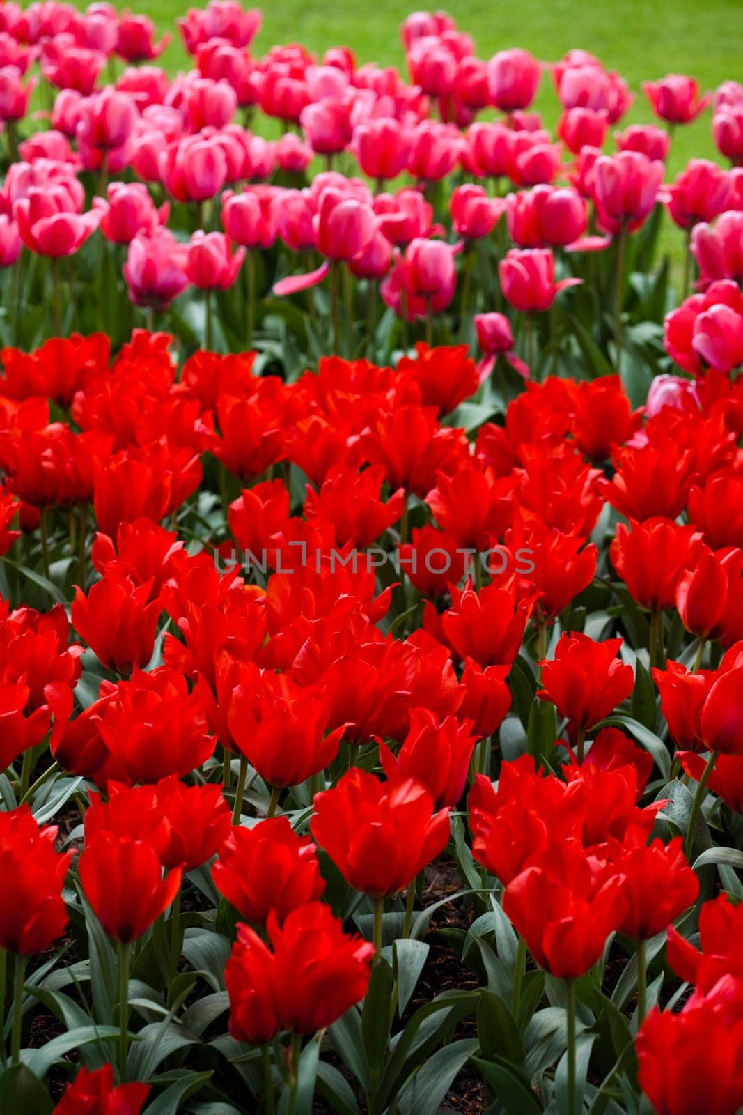Tulips background