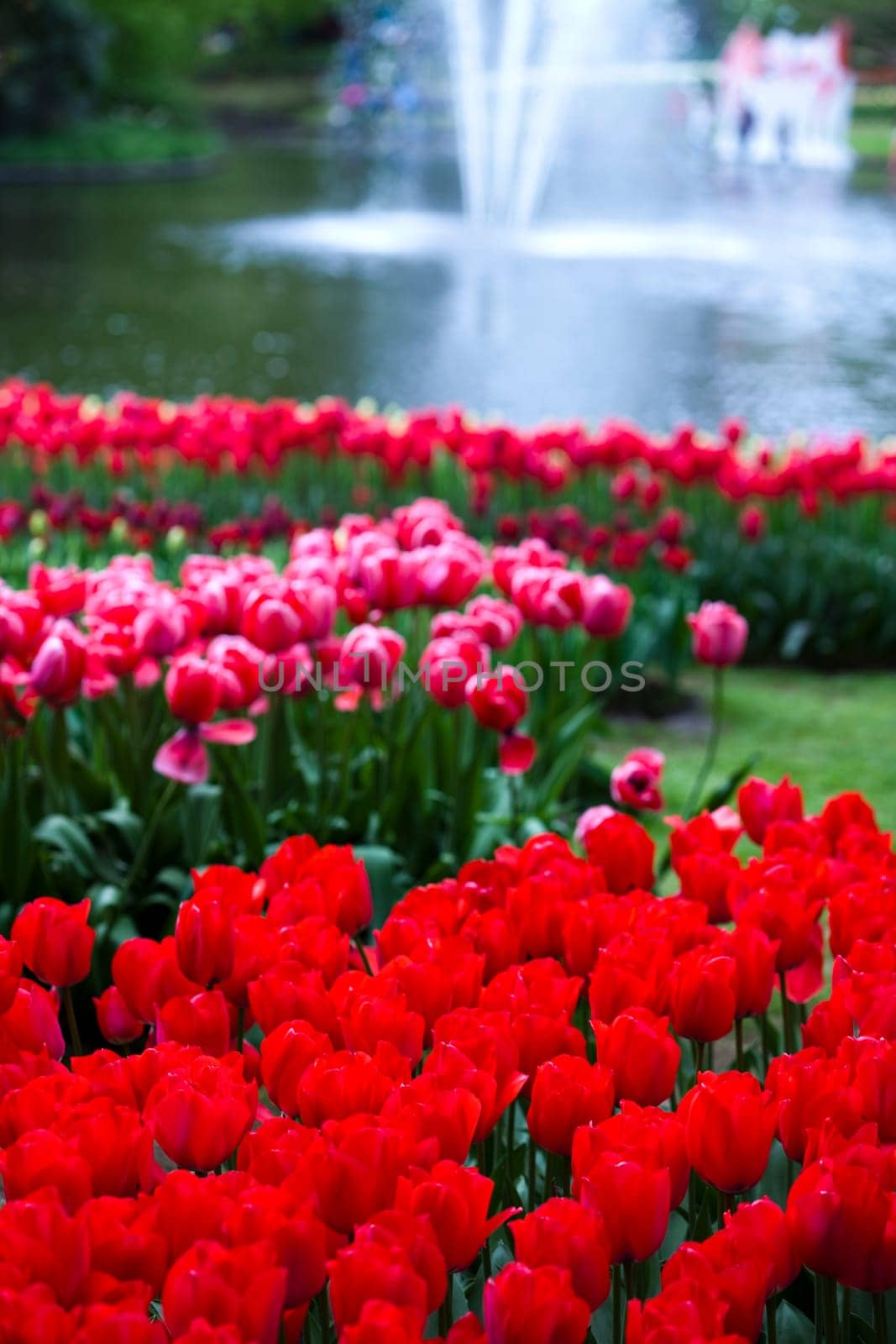 Fresh Beautiful Tulips