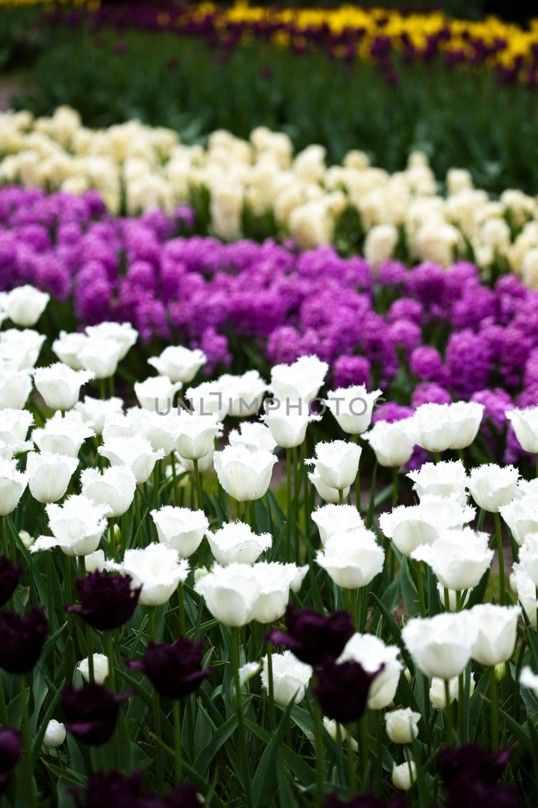 Tulips, colorful background