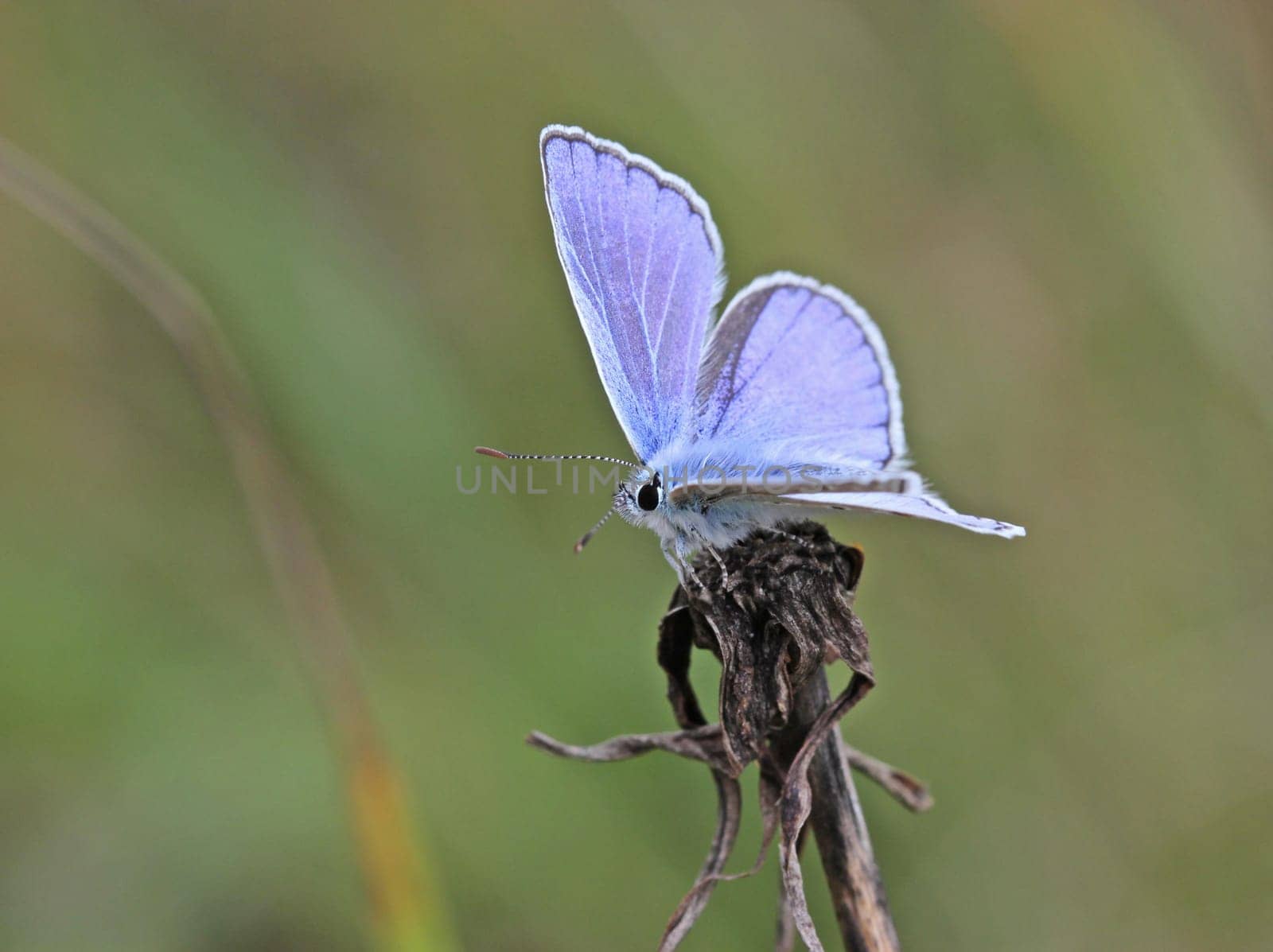 Polyommatus icarus
