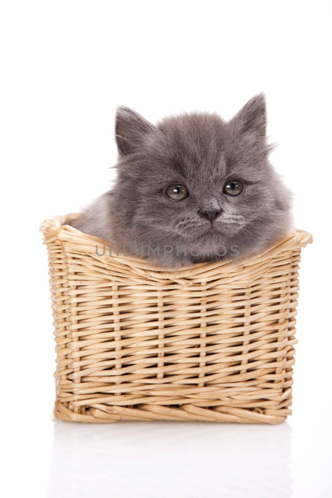Small gray kitten