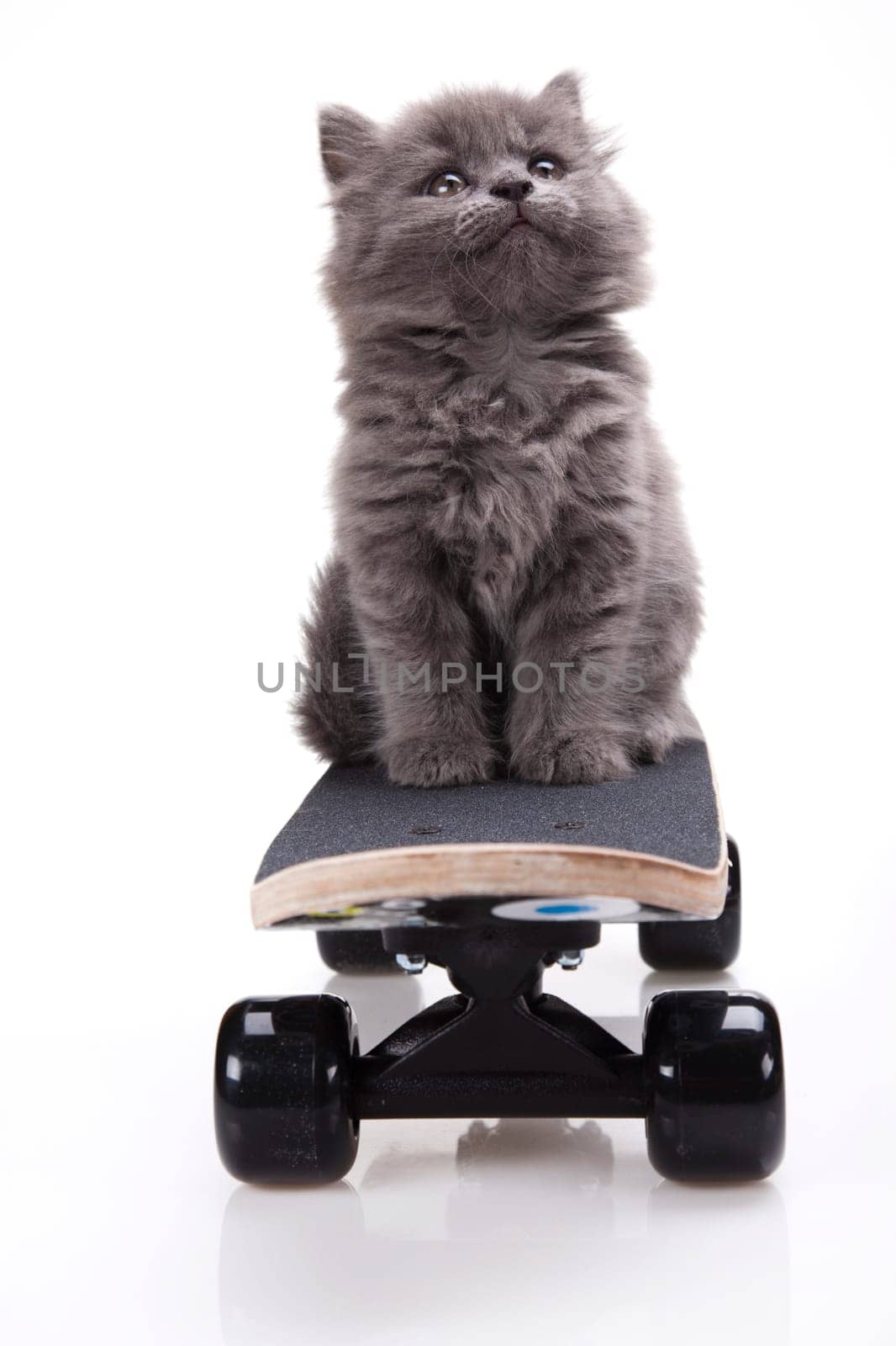 Skateboarding cat