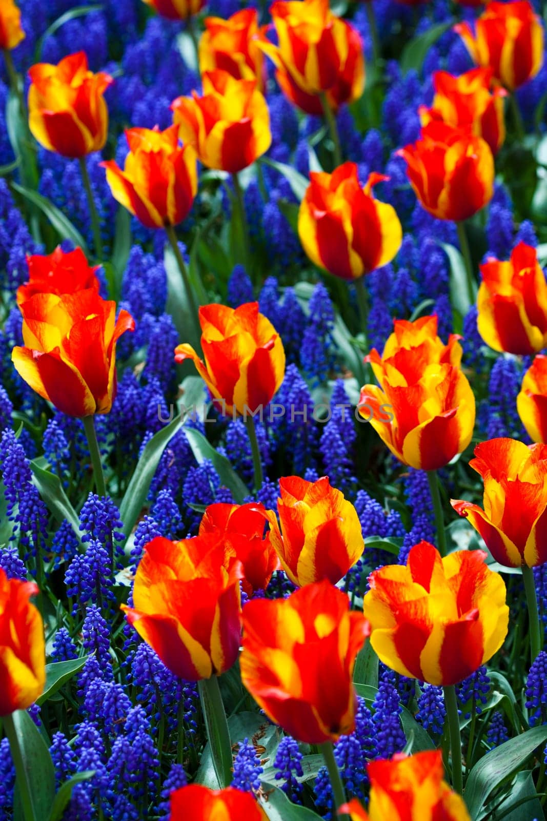 Tulips, colorful background