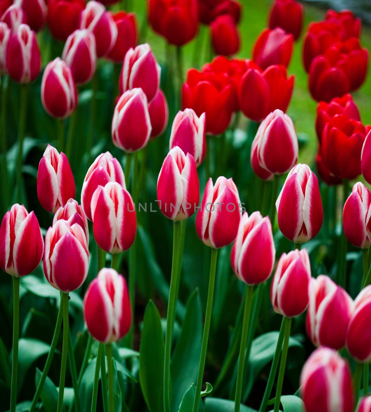 Tulips background