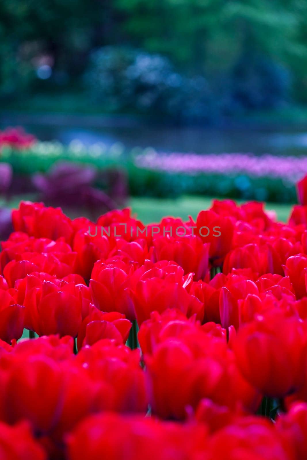 Tulips background